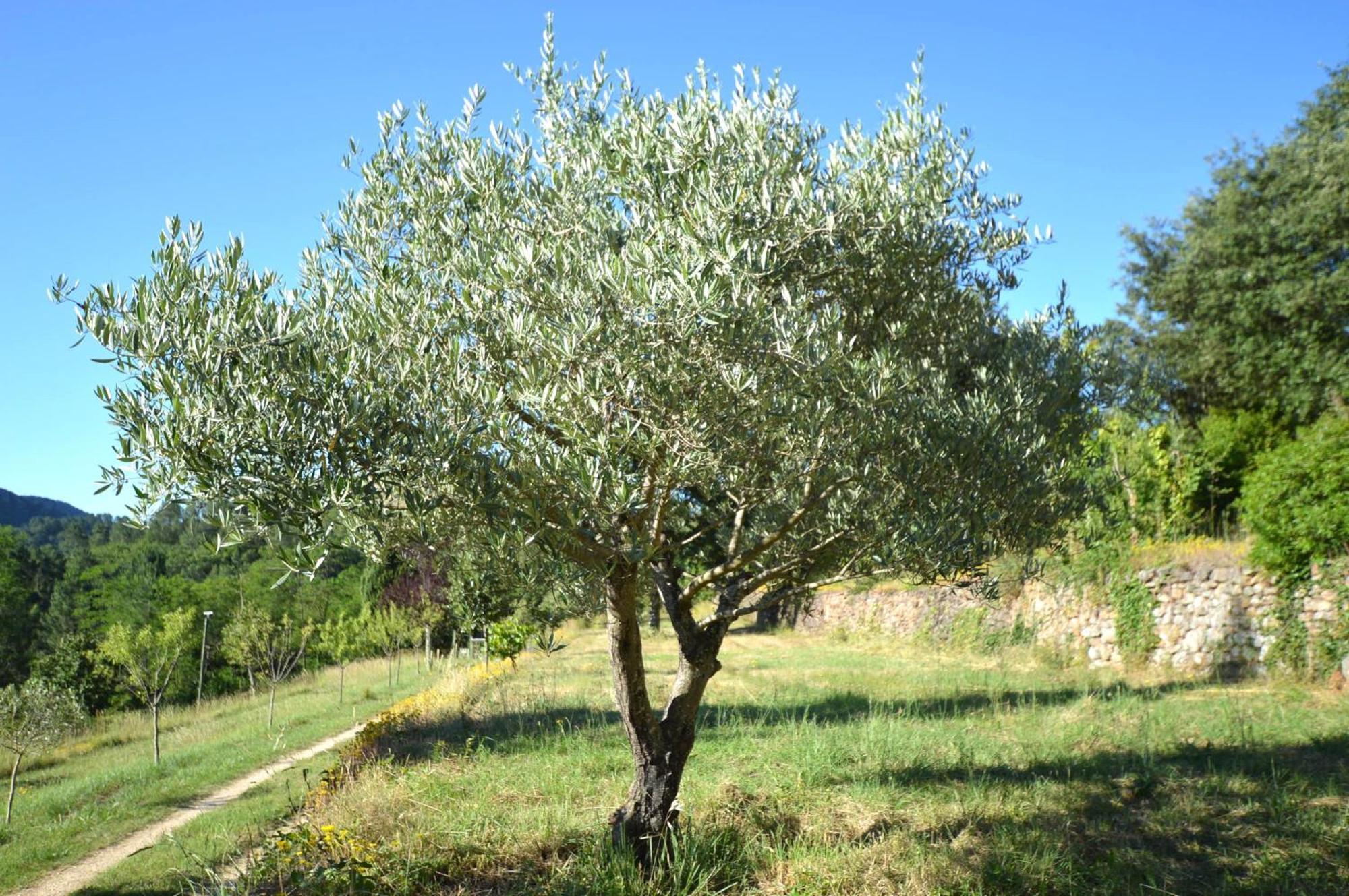 לינה וארוחת בוקר Generargues Mas Des Druilles מראה חיצוני תמונה